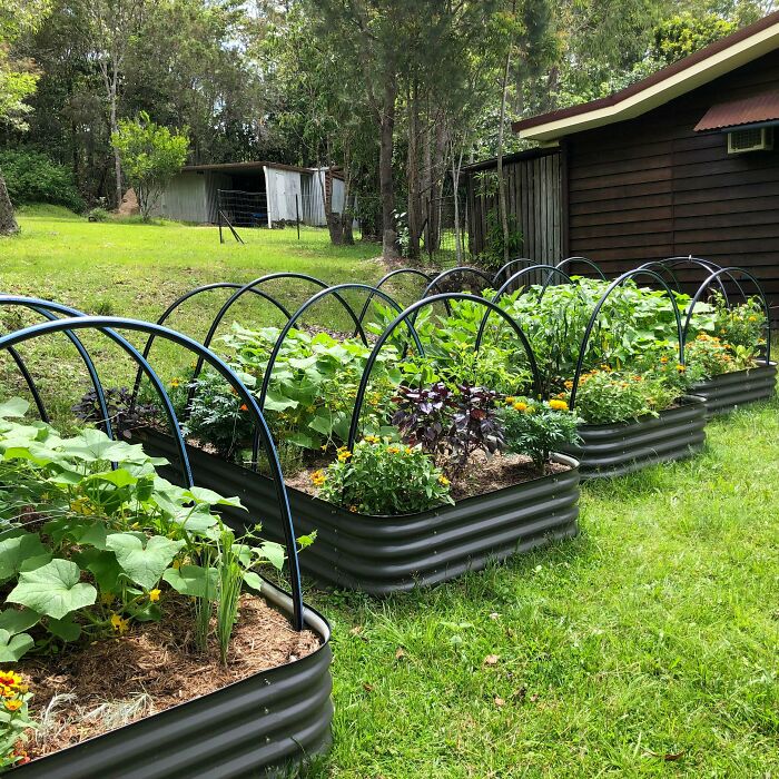Raised garden beds with growing vegetables and flowers in a simple living backyard setting, promoting sustainable and mindful living.