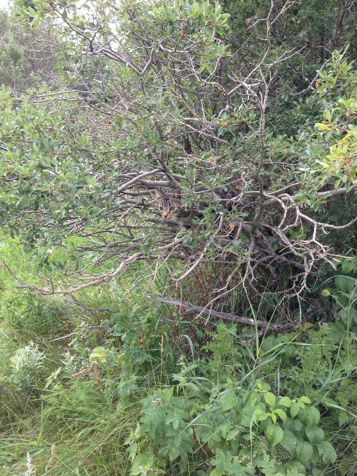 Tabby cat camouflaged among branches and leaves, showcasing seamless cat blending in natural background surroundings.