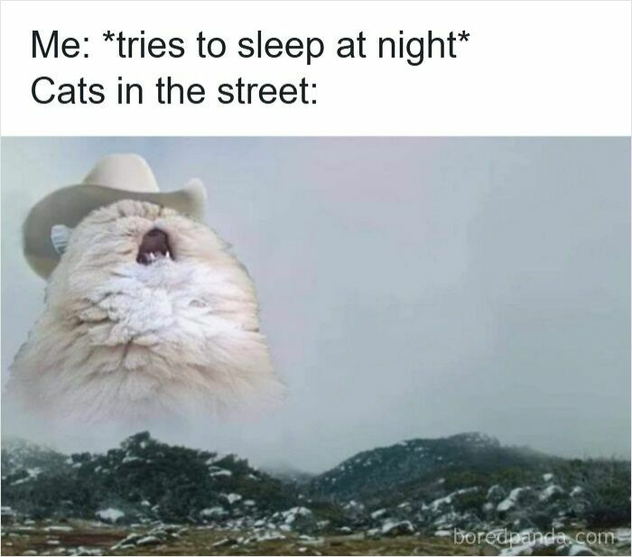 Funny insomnia meme showing a fluffy cat with a cowboy hat yelling in the night while trying to sleep.