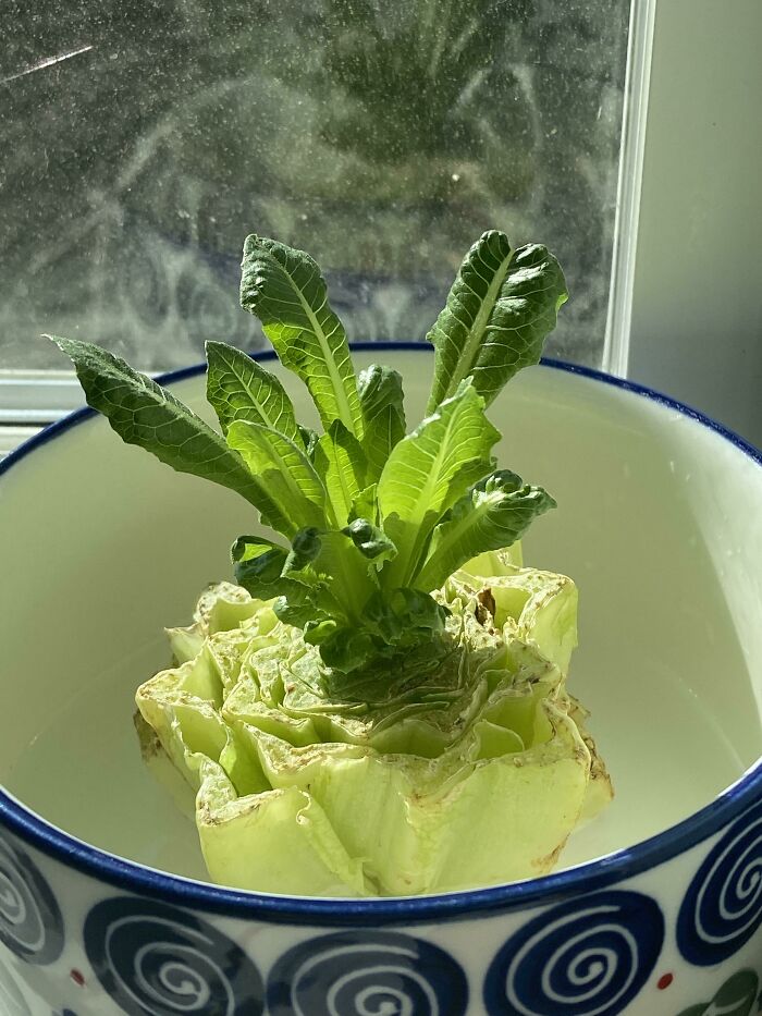 Lettuce regrowing in a bowl on a windowsill, illustrating the concept of simple living and appreciating less.