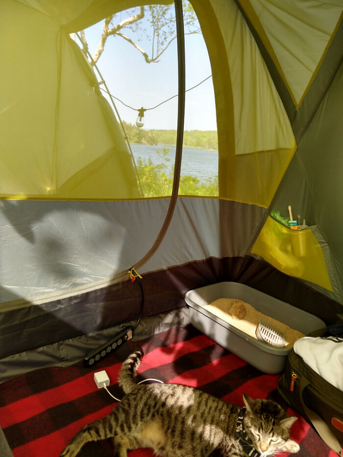 Cozy camping scene with a cat inside a tent, minimal belongings, and a view of nature promoting simple living.