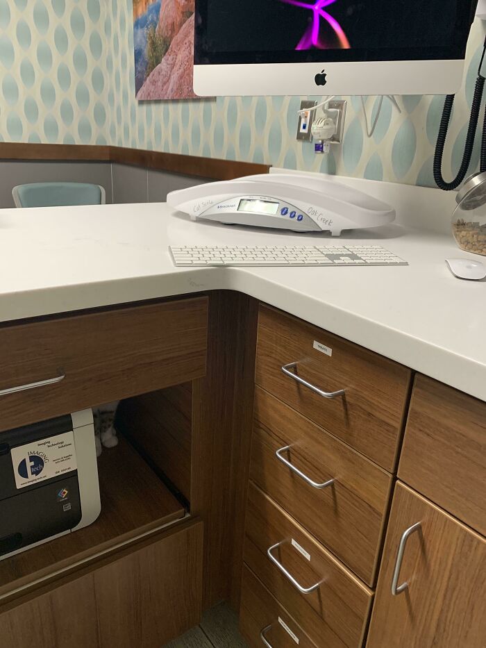 Cat seamlessly merged into the background hiding under office desk near a printer and wooden drawers in a clinic room.