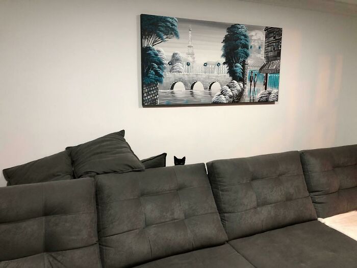 Black cat blending seamlessly into background behind dark gray couch with matching pillows in a living room setting.