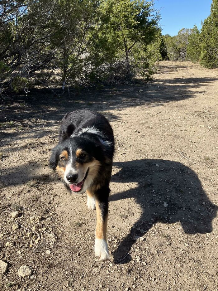 A happy dog walking on a dirt trail surrounded by trees, capturing the essence of simple living outdoors.