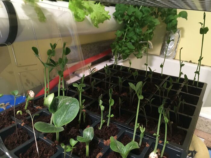 Seedlings growing in small pots indoors, illustrating simple living and appreciating having less through minimal gardening.