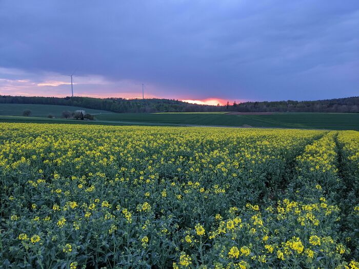 Field of yellow flowers under a cloudy sky at sunset, promoting simple living and appreciating having less.