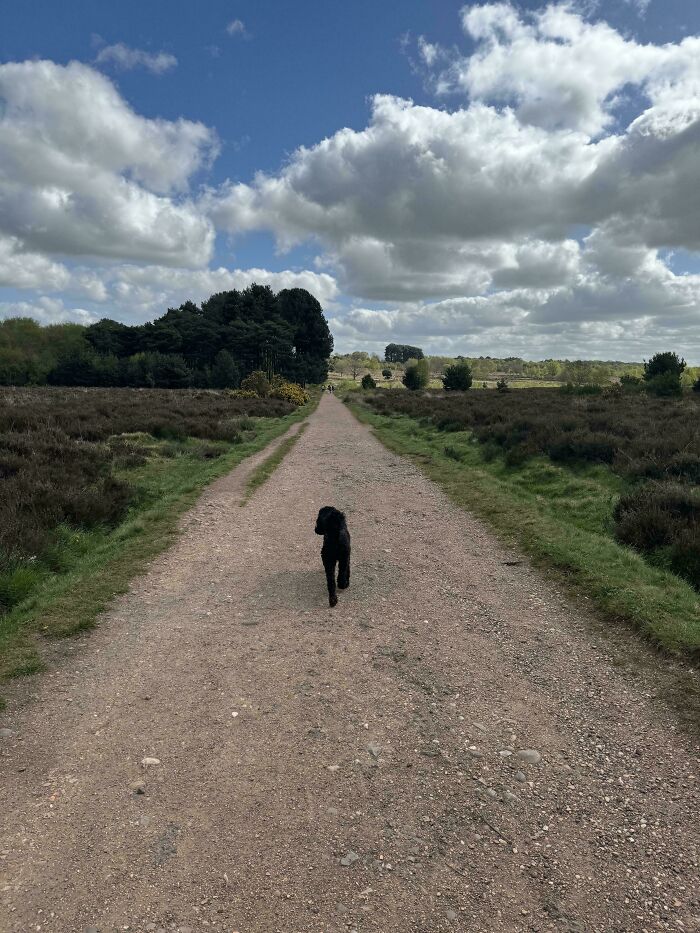 A black dog walking alone on a long dirt path surrounded by nature under a partly cloudy sky representing simple living.