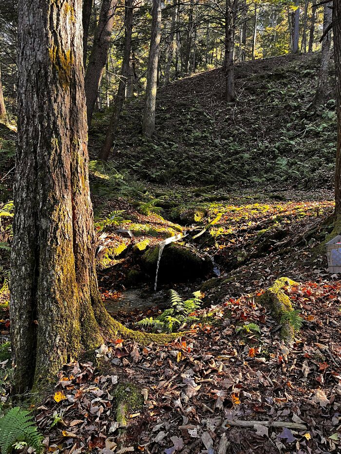 Forest scene with moss-covered tree trunks and a small stream, embodying simple living and natural minimalism.