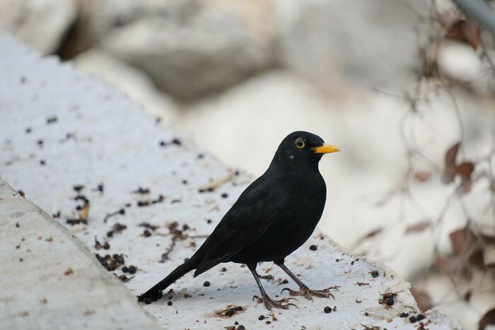 Blackbird standing on a stone surface surrounded by natural elements, reflecting simple living and appreciating nature.