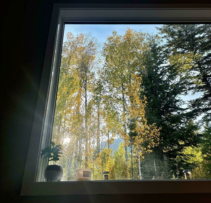 View through window showing sunlight filtering through tall trees, evoking calm and simple living in nature.