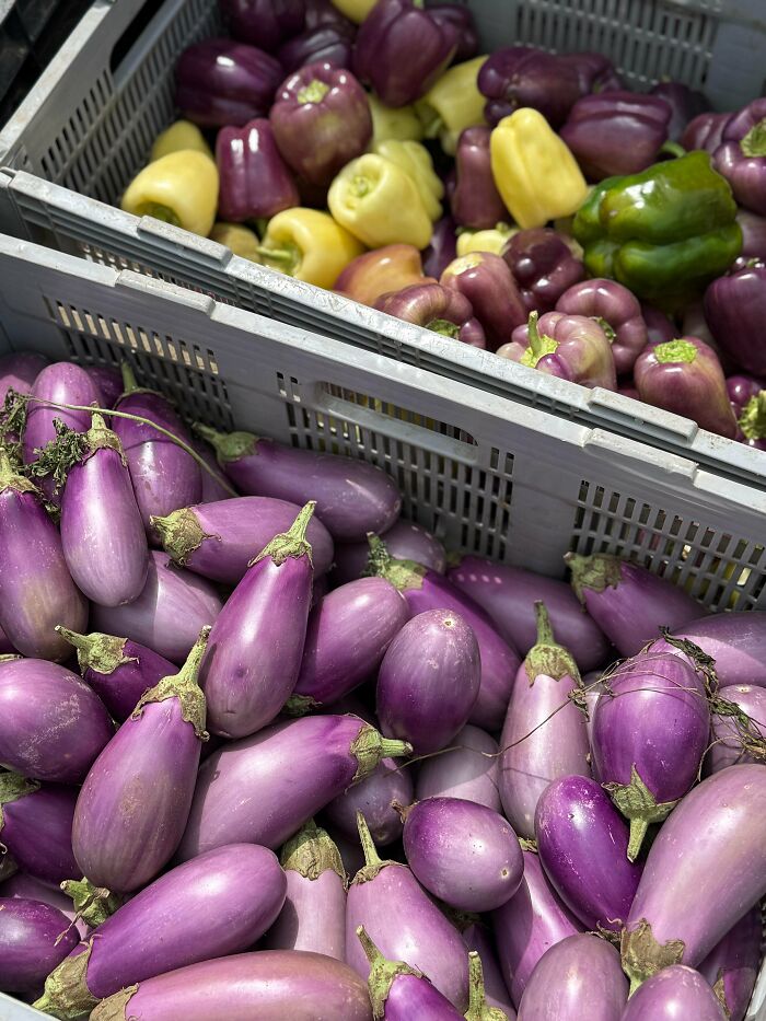 Crates of fresh purple eggplants and assorted bell peppers at a market, reflecting simple living and appreciation of nature.