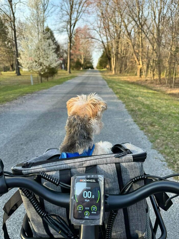 Small dog sitting in a bike basket on a quiet road, capturing the essence of simple living and appreciating less.
