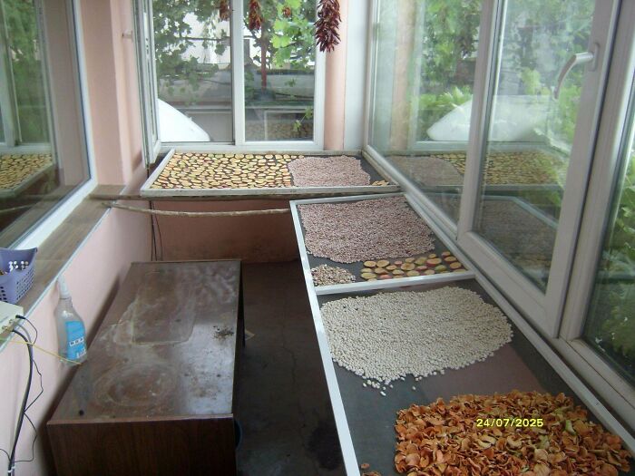 Various foods including nuts and dried items spread out to dry in a sunlit, simple living space with large windows.