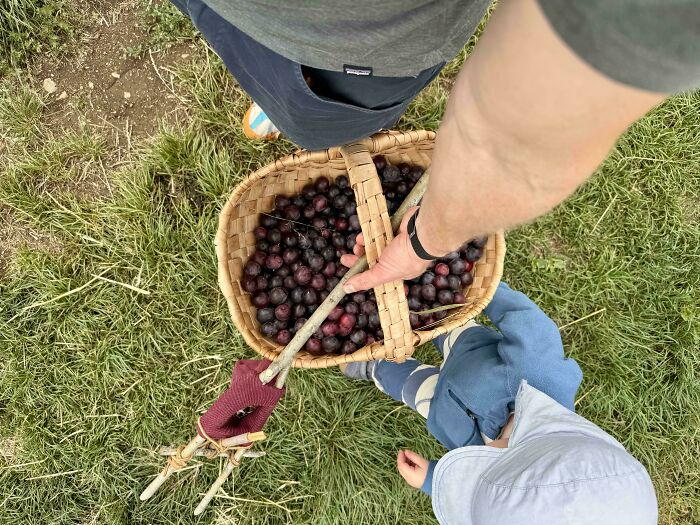 Overhead view of person and child holding basket filled with freshly picked dark fruits in a grassy area promoting simple living.