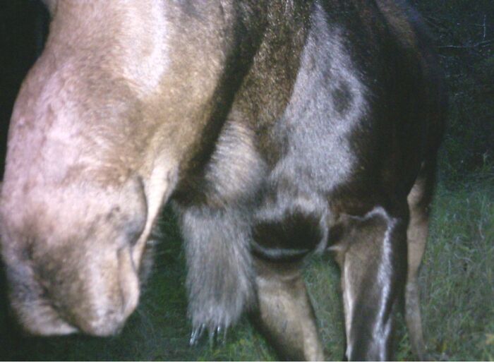 Close-up of a wild moose captured being funny unaware of being recorded in a nighttime forest setting.