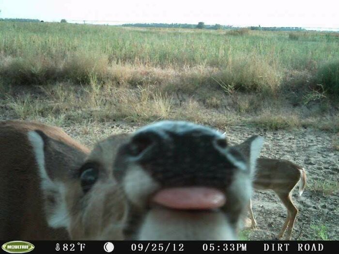 Close-up of a wild animal making a funny face in a natural habitat, captured by a wildlife camera on a dirt road.