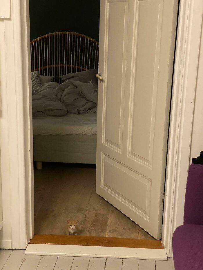 Small orange cat blending into wooden floor near doorway in a dimly lit room with bed and cushions behind.