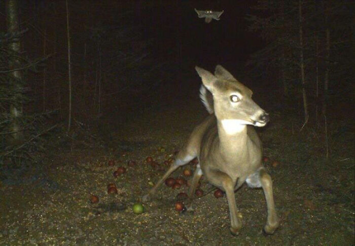 Wild animals captured being funny at night, a deer startled by a flying owl in a dark forest setting.