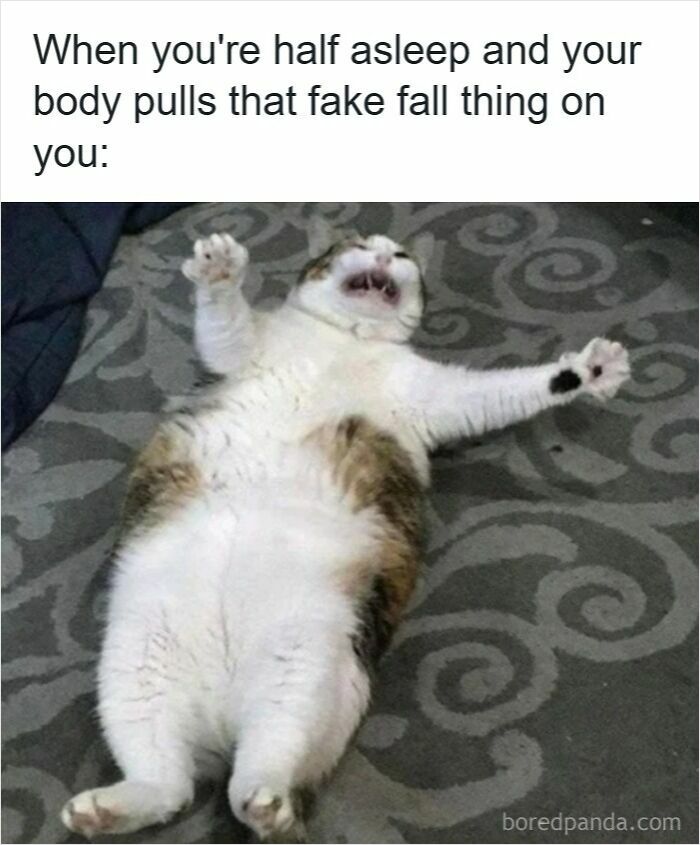 Cat lying on its back with paws stretched out, illustrating funny insomnia meme about the brain not cooperating at half sleep.