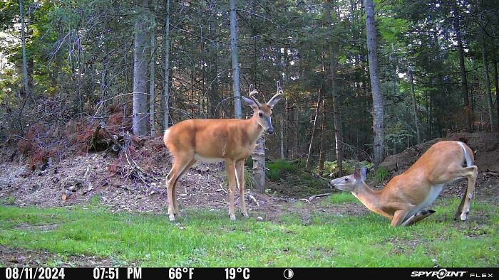 Two wild deer captured being funny in a forest clearing, unaware they are being recorded by a trail camera.