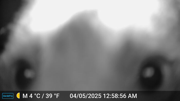 Close-up of a wild animal's face captured being funny by a trail camera at night showing unexpected behavior.