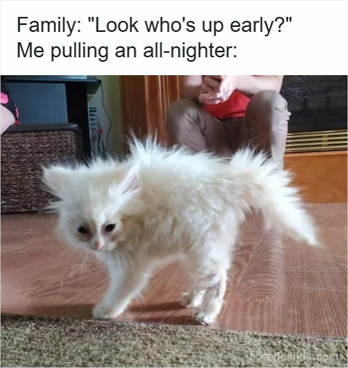 Fluffy white cat with disheveled fur representing a tired all-nighter in funny insomnia memes.