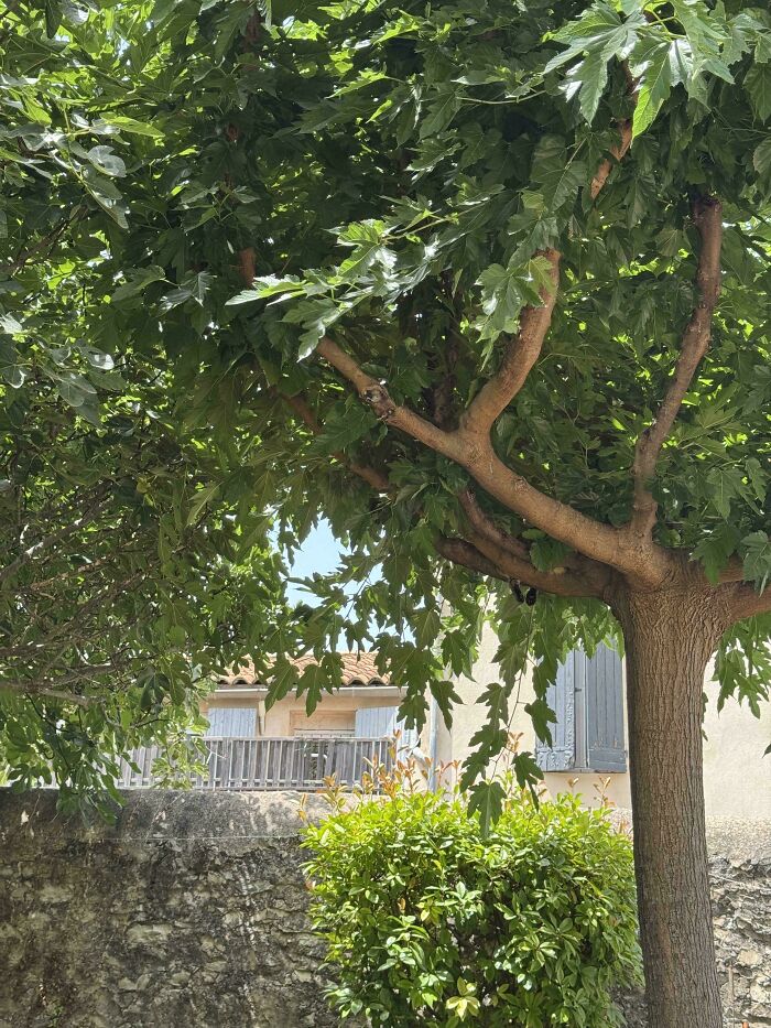 Cat seamlessly merged into the background blending perfectly among the green leaves and tree branches outdoors.
