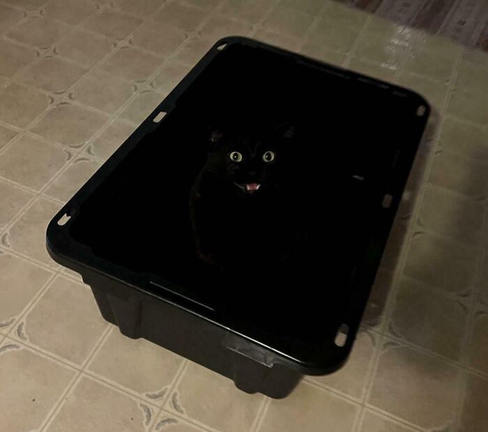 Black cat blending seamlessly into a dark container on a tiled floor, showcasing perfect cat camouflage and background merging.