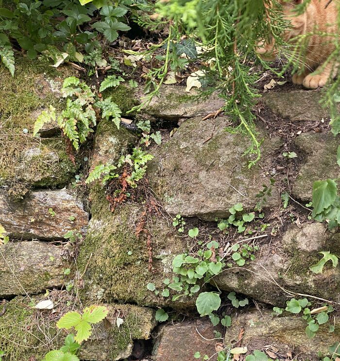 Orange cat blending into natural stone wall with moss and green foliage, showcasing cats seamlessly merged into the background.
