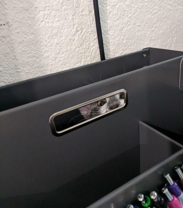 Gray cat partially hidden and blending into a dark storage bin, showcasing cats seamlessly merged into the background.