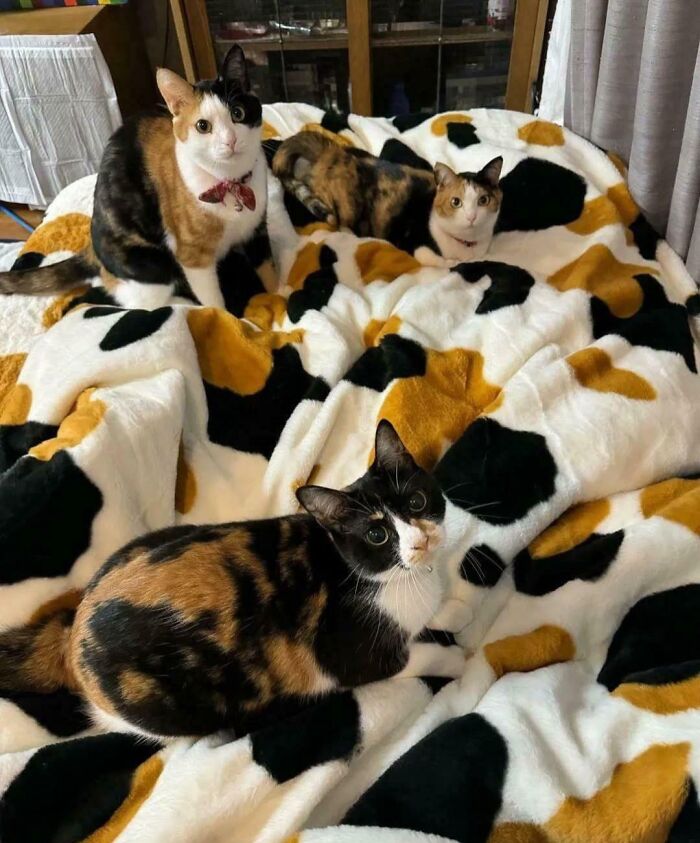 Four calico cats blending perfectly with a black, white, and orange patterned blanket on a bed.