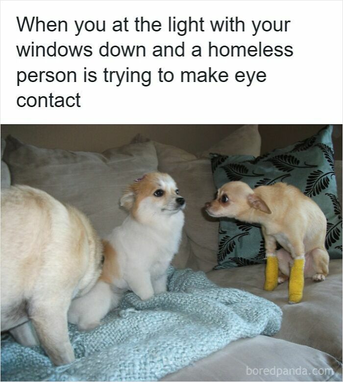 Two small dogs on a couch, one nervously avoiding eye contact, illustrating hilarious driving memes about road rage.