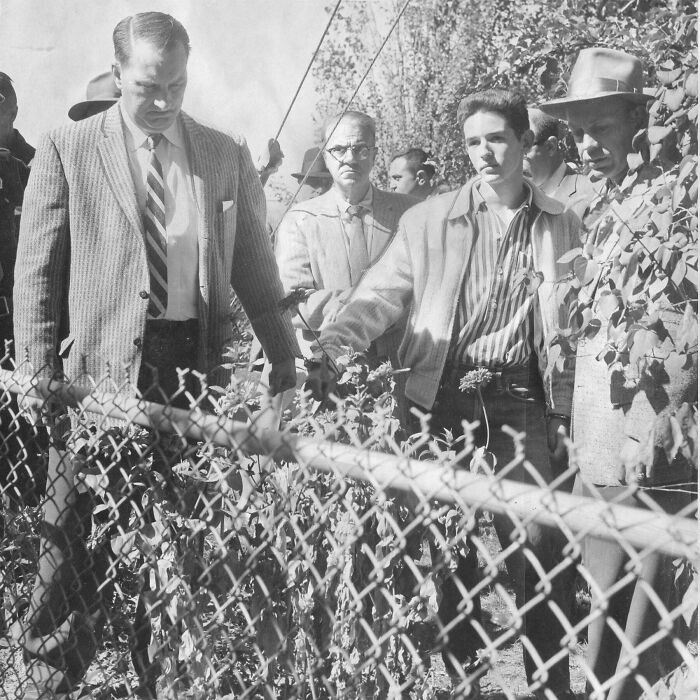 Group of men examining plants behind a chain-link fence, a fascinating photo capturing a unique moment to see the world differently.