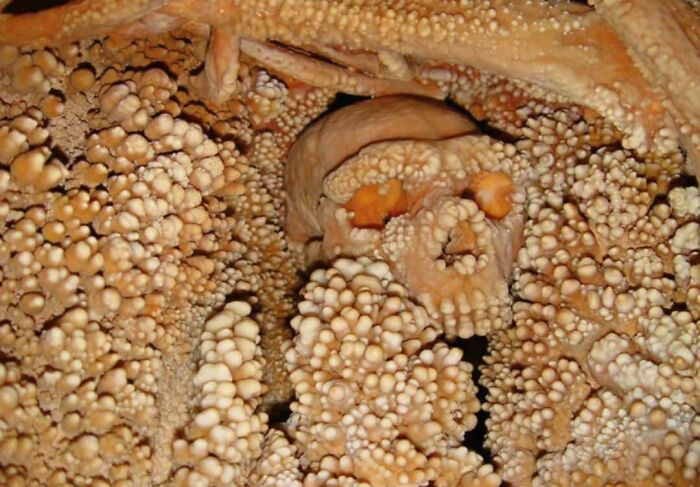 Close-up of a trypophobia-triggering pattern with clustered, bumpy textures resembling natural formations.