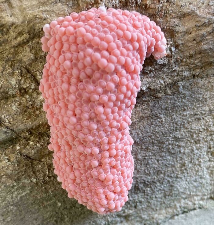 Cluster of small pink eggs on a rough surface triggering trypophobia with tightly packed circular patterns.