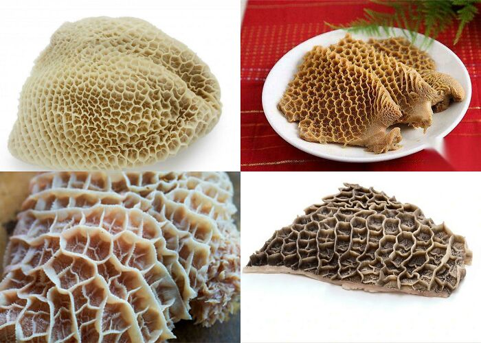 Close-up images of tripe with porous patterns, illustrating harmless-looking pics that trigger trypophobia.
