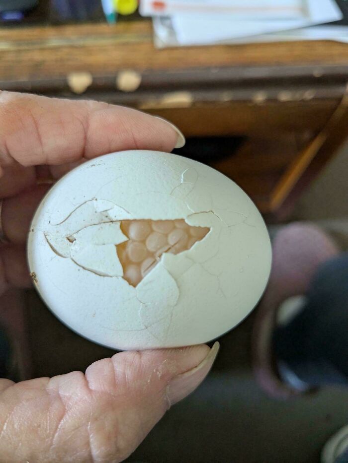 Close-up of a c*****d egg shell revealing clustered holes inside, a trypophobia nightmare fuel image.