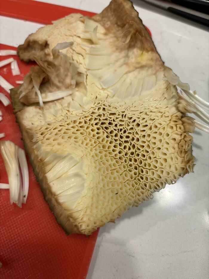 Close-up of a honeycomb-like texture on a natural surface, triggering trypophobia with clustered holes pattern.
