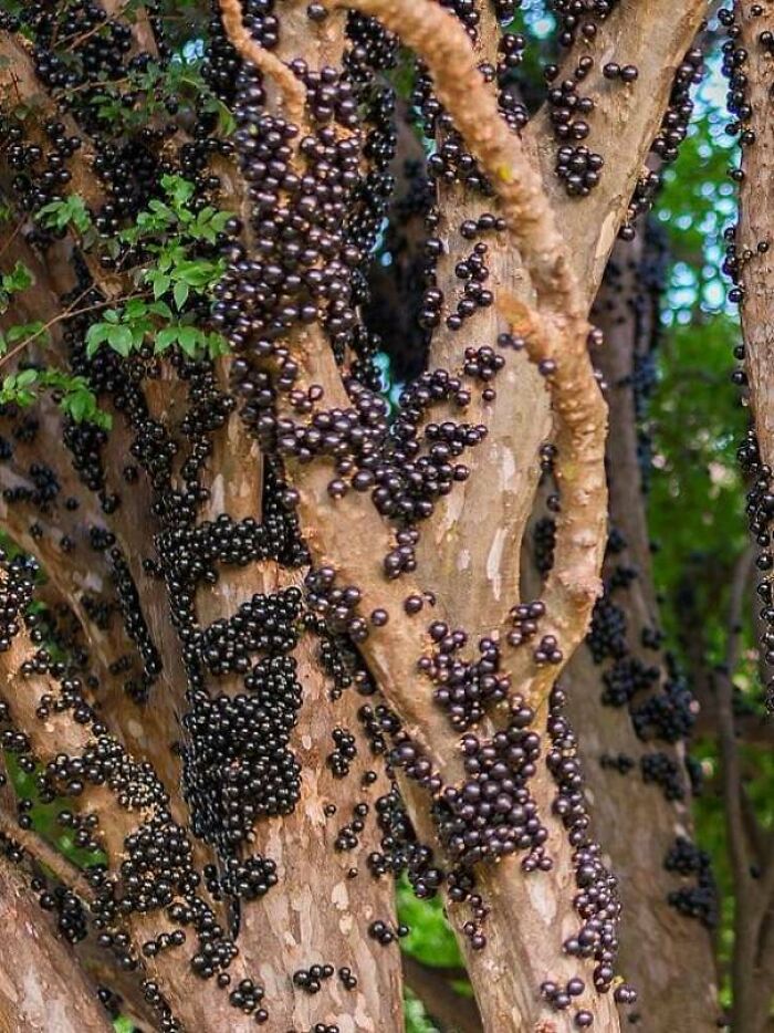 Close-up of a tree trunk covered with clusters of dark round fruit, evoking trypophobia discomfort in some viewers.