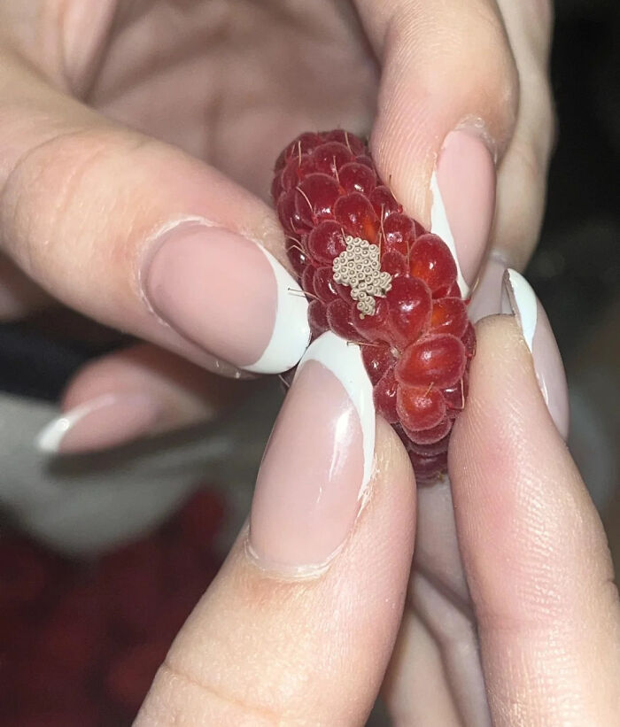 Close-up of a red raspberry held between fingers showing a cluster of tiny eggs, triggering trypophobia fears.