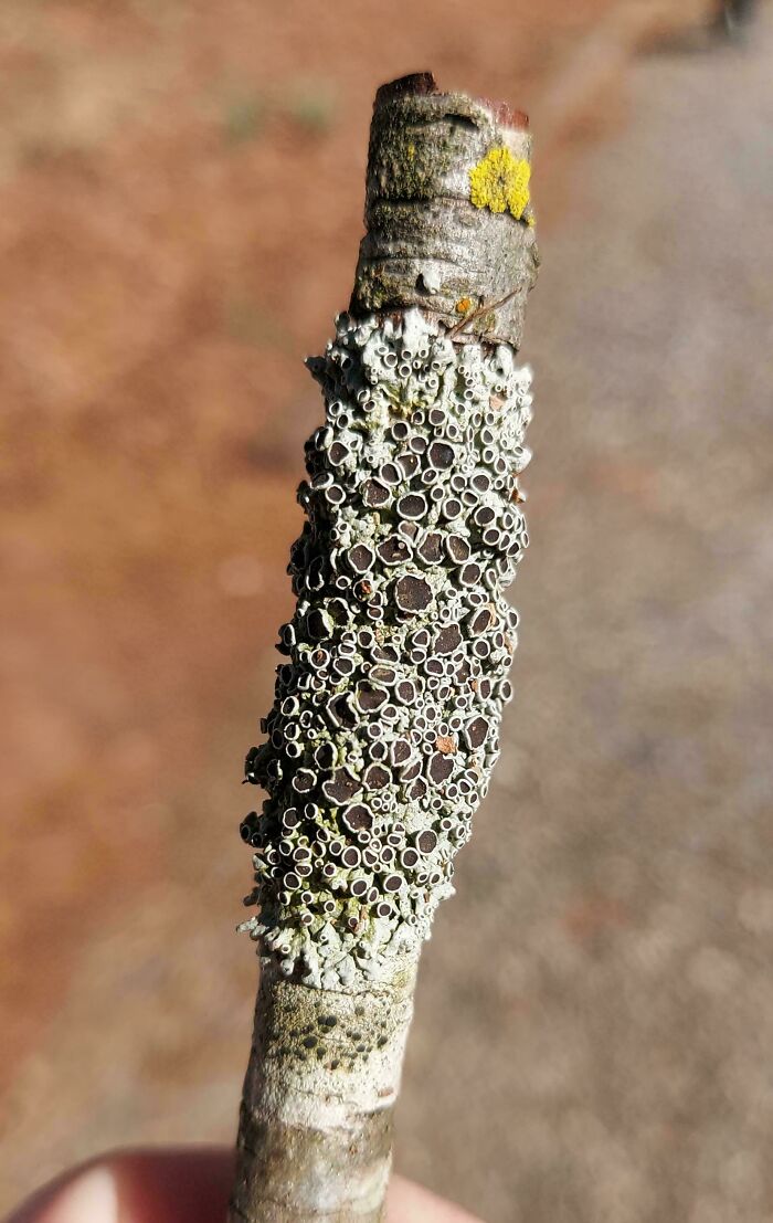 Close-up of a stick covered in small circular lichen clusters, a harmless-looking image triggering trypophobia.