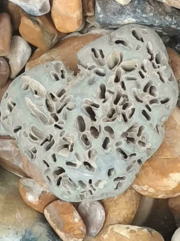 Close-up of a rock with multiple small holes and patterns, triggering trypophobia fears among sensitive viewers.