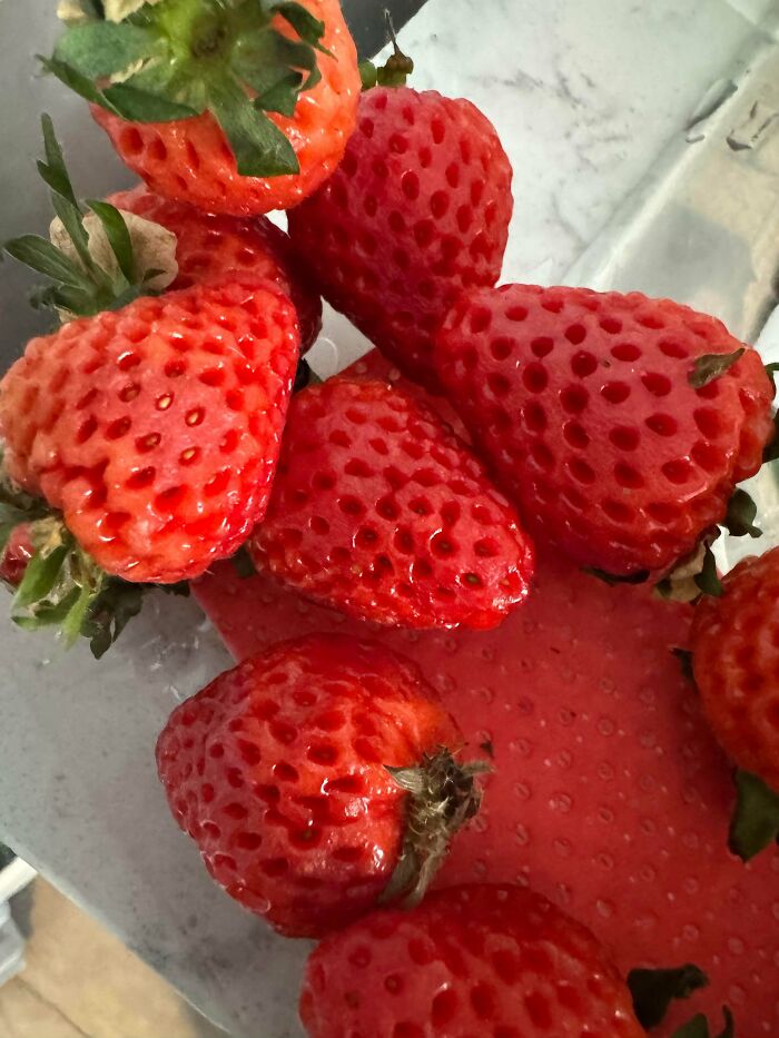 Close-up of strawberries with unusual holes on the surface, a trypophobia nightmare fuel for some viewers.
