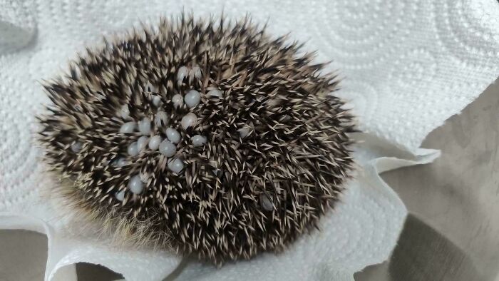 Hedgehog curled up showing dense spikes with small translucent clusters, a trypophobia triggering pattern in nature.