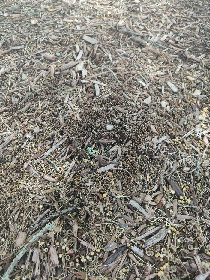 Cluster of small hollow tubes and wood debris on ground, an unsettling natural pattern triggering trypophobia discomfort.