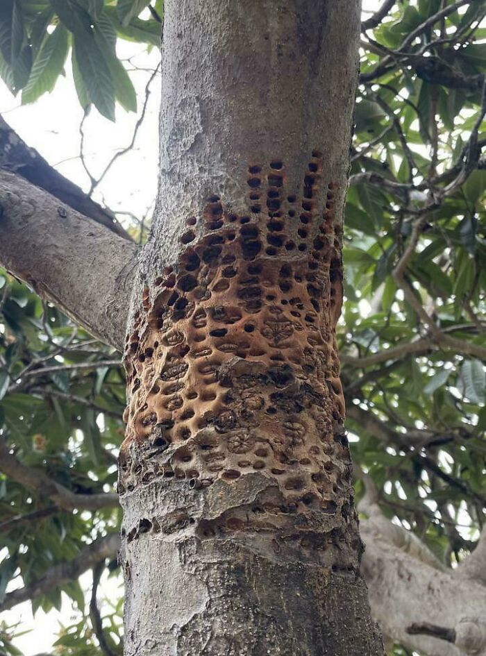 Tree bark with numerous small holes and dark spots, triggering trypophobia fear in sensitive viewers outdoors.
