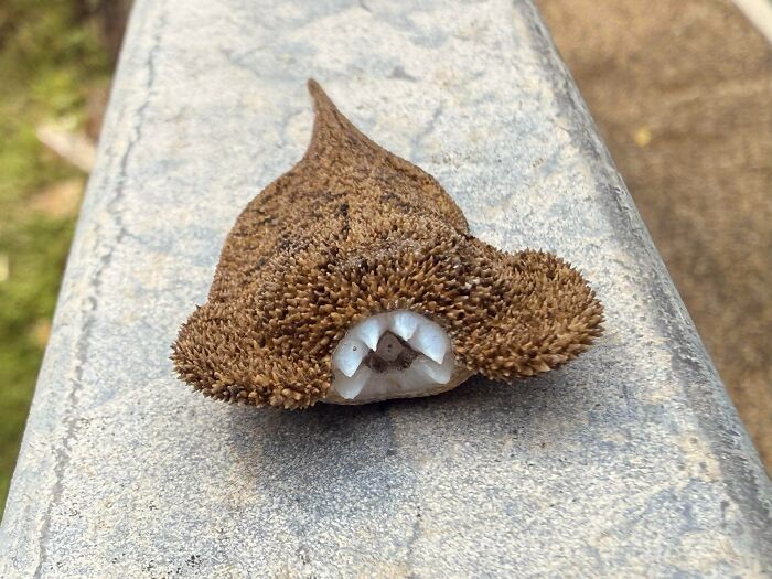 Close-up of a textured brown object with irregular holes, triggering trypophobia in some viewers on a concrete surface.