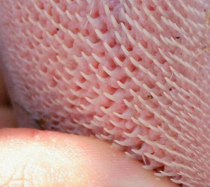 Close-up of a textured surface with small, sharp spikes causing trypophobia discomfort for sensitive viewers.