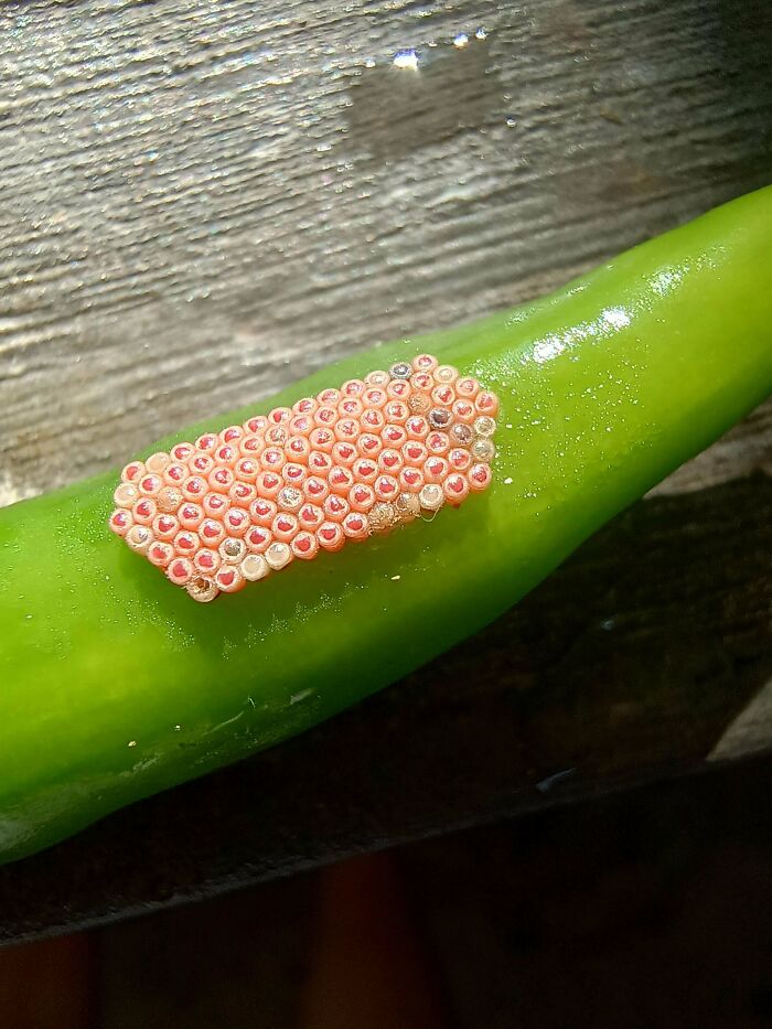 Close-up of insect eggs clustered on a green chili, a harmless-looking pic that is nightmare fuel for people with trypophobia.