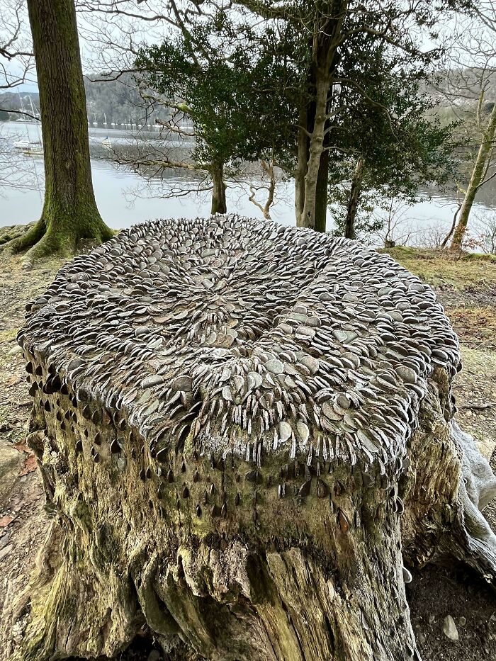 Tree stump covered in tightly packed coins creating a textured surface that may trigger trypophobia fears outdoors.